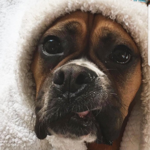 Meet your Posher, Ariana - Picture 6 of 7